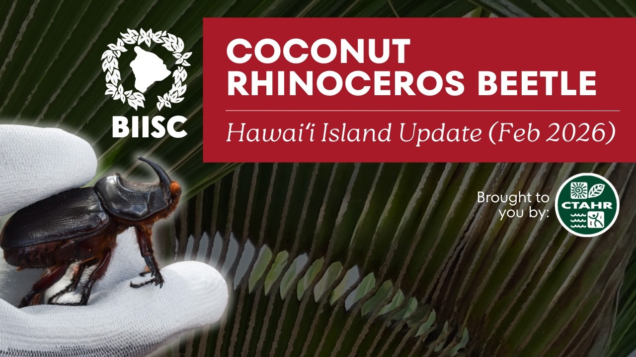 CRB Hawaiʻi Island Update (Feb 2026)
