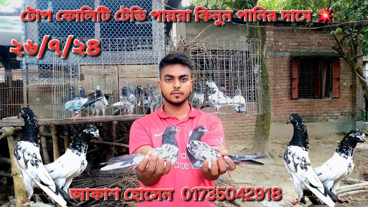 পাকিস্তানী টেডি কবুতর পানির দামে। Pakistani Teddy Pigeon at the price of water.#sellpost #pigeonlave