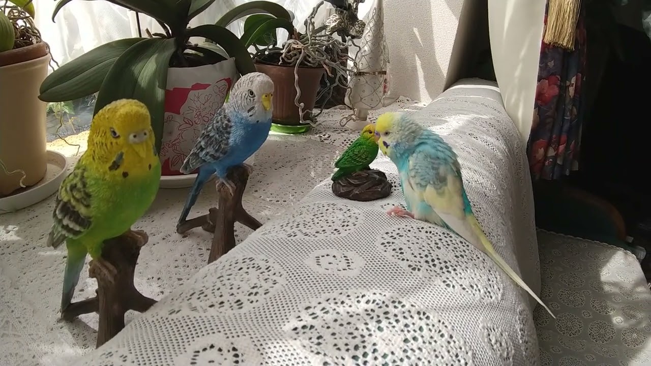 セキセイインコ、少しで１２歳の元気なおしゃべり～🌠