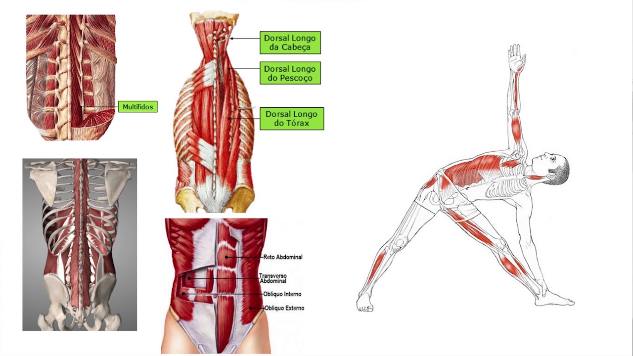 Anatomia Humana e o Trikonasana - Postura do Triângulo - Anatomia do Yoga