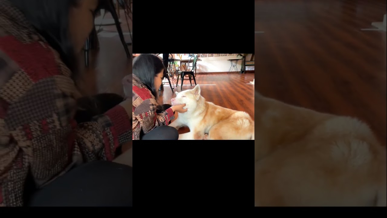 Loving a Blind Akita Inu Rescue Dog #rescue #dogcafe #saigon #vietnam #disabled