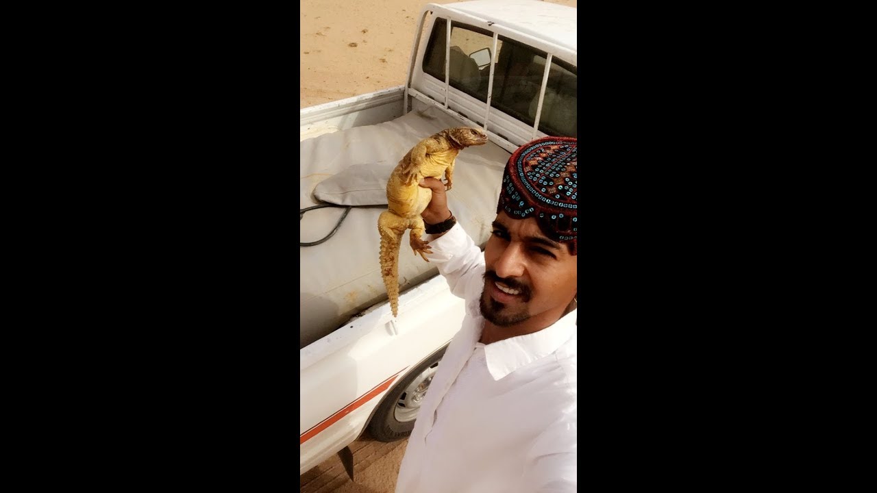 مقناص ضبان الأحد 8/13/ 1439هـ