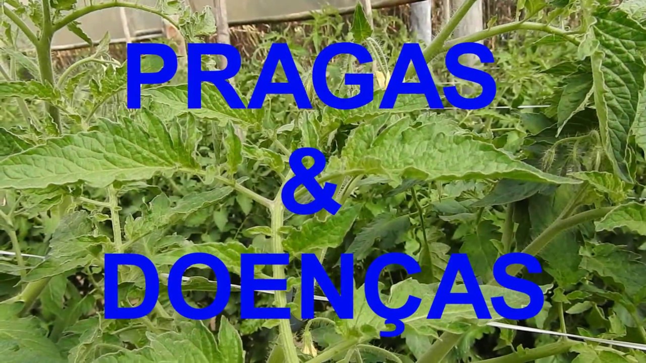 Como plantar tomate, 3º vídeo da série.