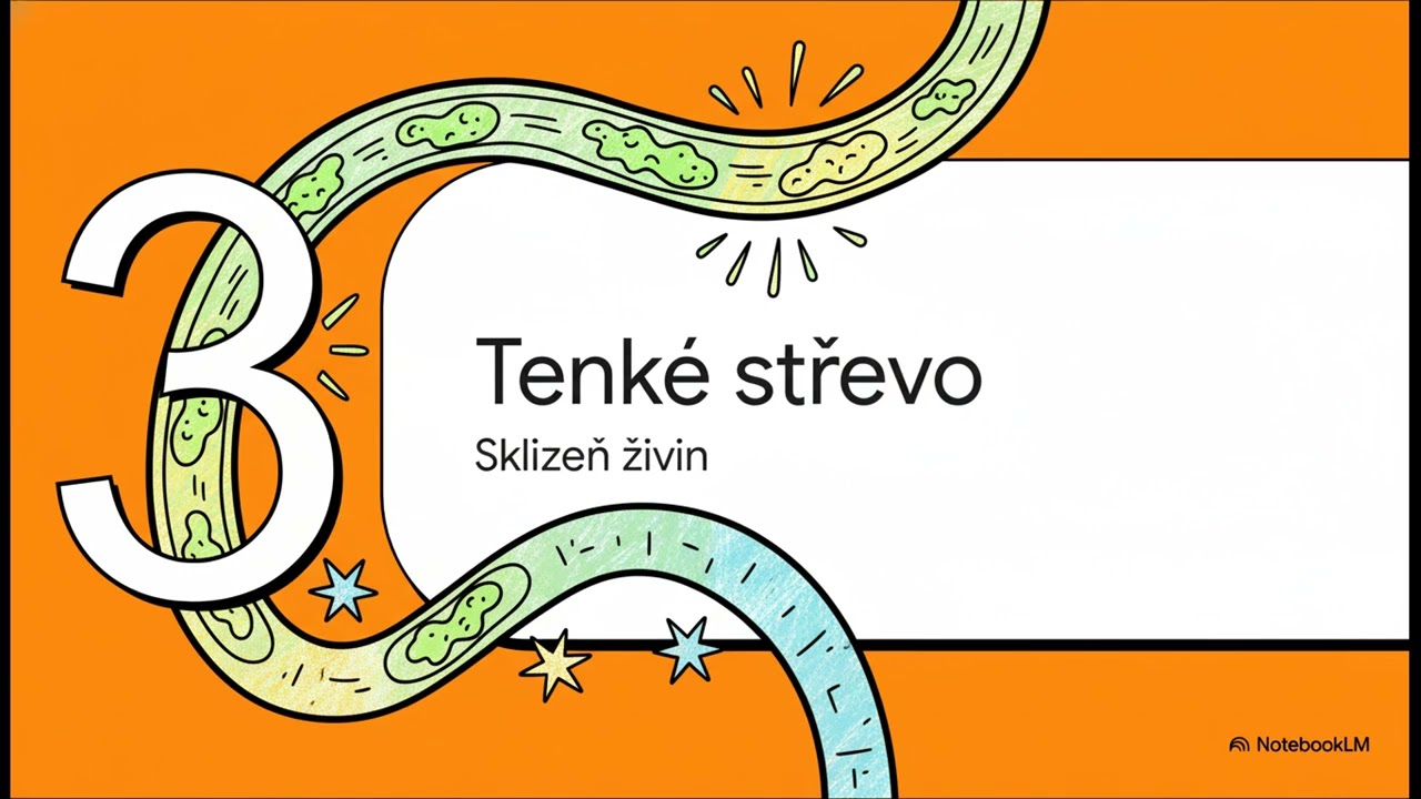 Anatomie a fyziologie lidské trávicí soustavy