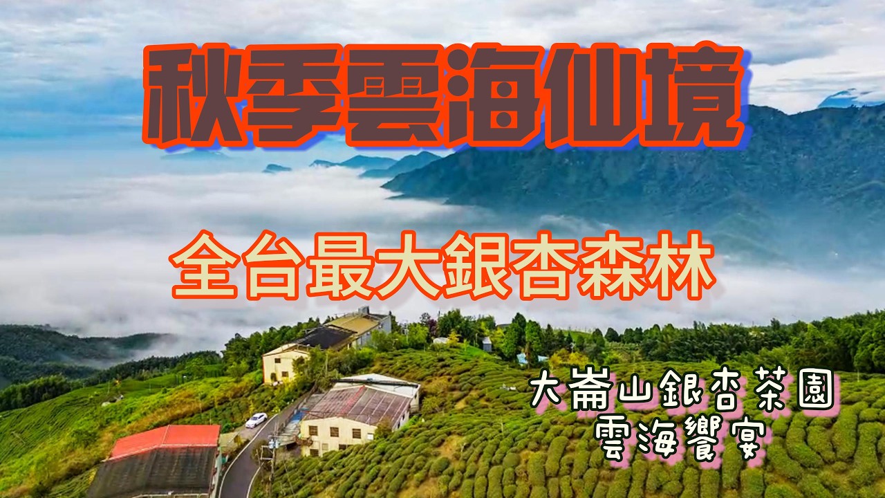 雲海！台灣秋天夢幻秘境！大崙山銀杏森林