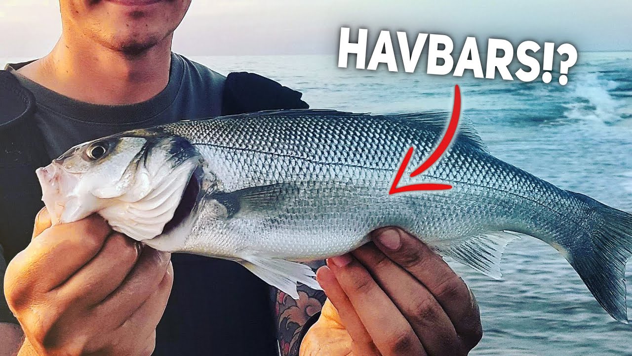 Can We Catch A Sea Bass!? Beginners Tips & Tricks For Sea Bass Fishing In Denmark!