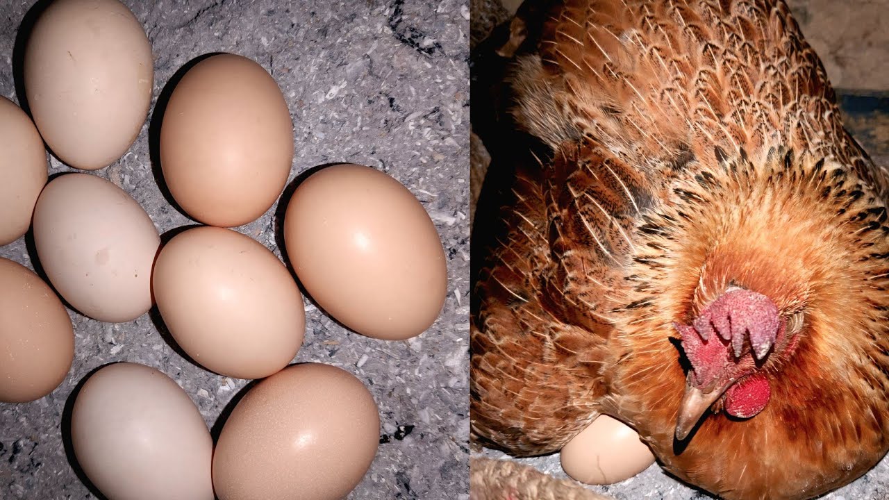 The Ultimate Trust Experiment: Chicken Sits on Eggs