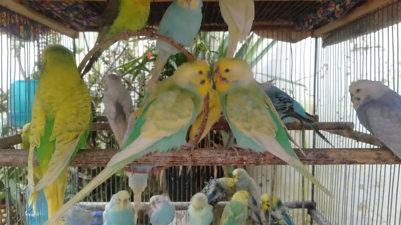 🤭🐦 これは反則級！可愛さMAX🤣💗 #癒し動画 #かわいすぎ #おすすめ 😆