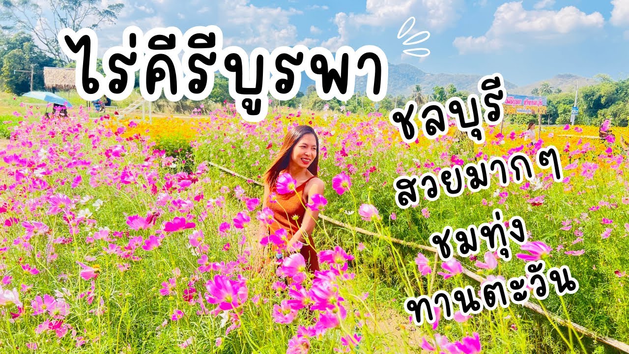 พาชมทุ่งดอกไม้กลางเมืองชลบุรี  ไร่คีรีบูรพา สวยมากแนะนำเลย