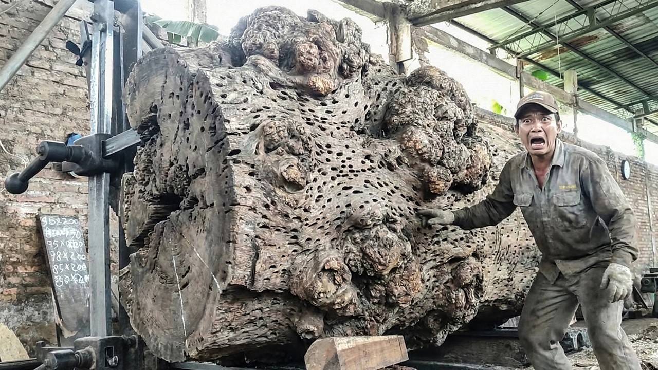 Only 100 Seconds Left Before Chaos Exploded at the Trembesi Giant Log Sawmill