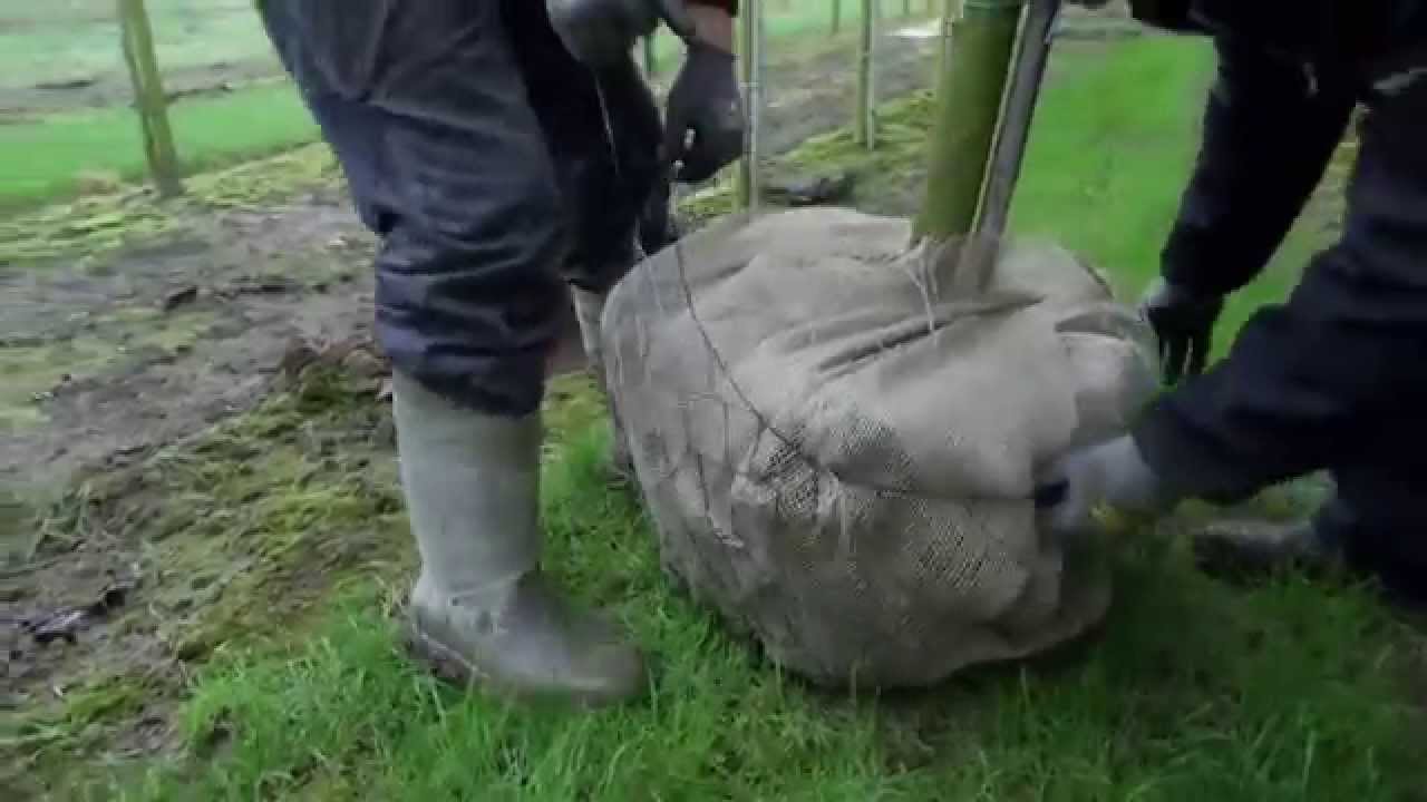 Bomen rooien met kluit door Loonbedrijf v Kleef Opheusden