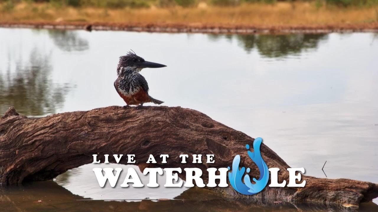 Giraffe, Elephants & Antelope - Live At The Waterhole
