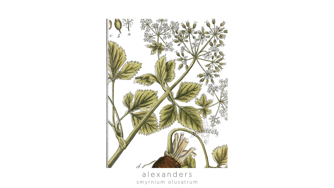 The edible and medicinal uses of Alexanders (Smyrnium olusatrum) by Robin Harford