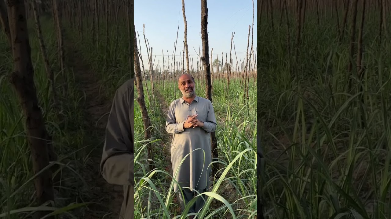 “Target and nutrition of harvested sugarcane.”