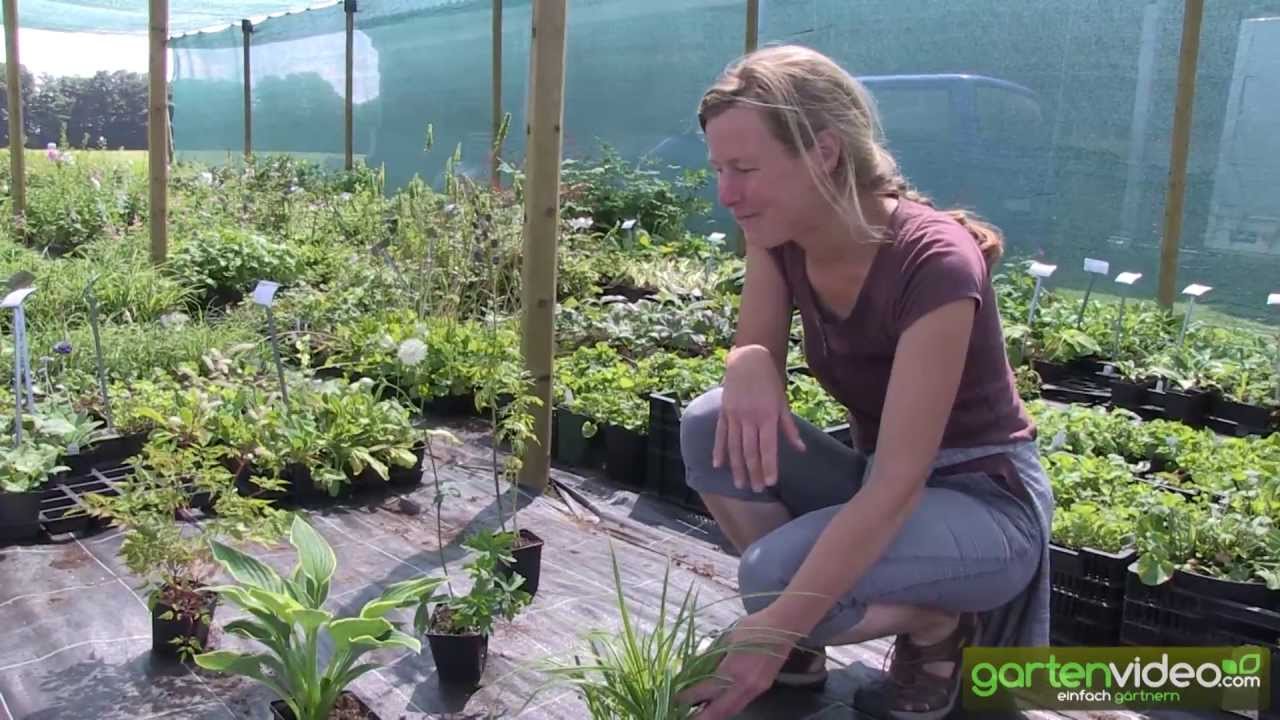 Stauden für schattigen Standort (Hosta, Carex, Aruncus, Astrantia, Aconitum)