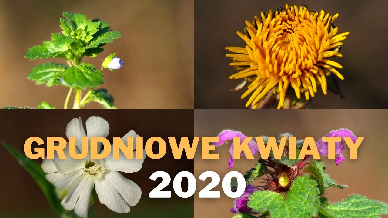 Grudniowe kwiaty 2020