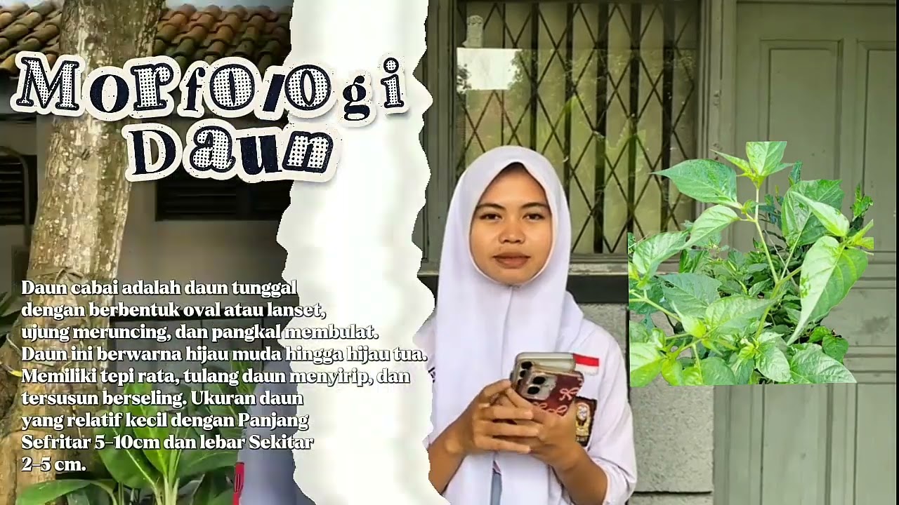 Budidaya Tanaman Cabai Rawit di Lingkungan Sekolah. Kelompok 6 Kelas 12 IPA 1.