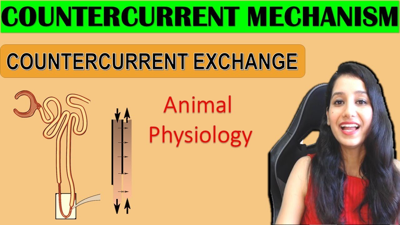 Concentration of Urine I Countercurrent Mechanism I Countercurrent Exchange I Human Physiology I