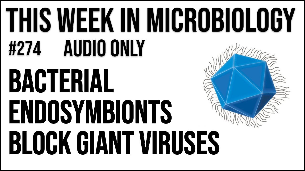 TWiM 274: Bacterial endosymbionts block giant viruses