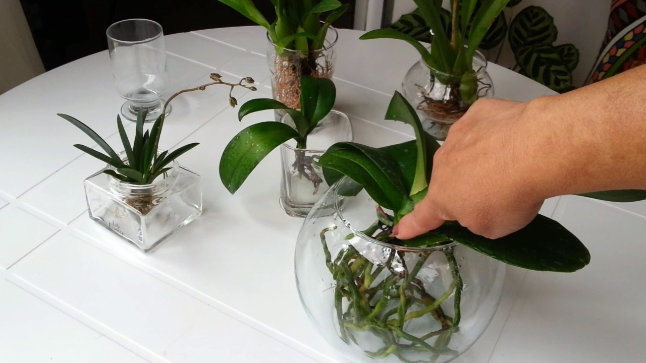 Cultivo de Orquídeas na água.  Dica bafo