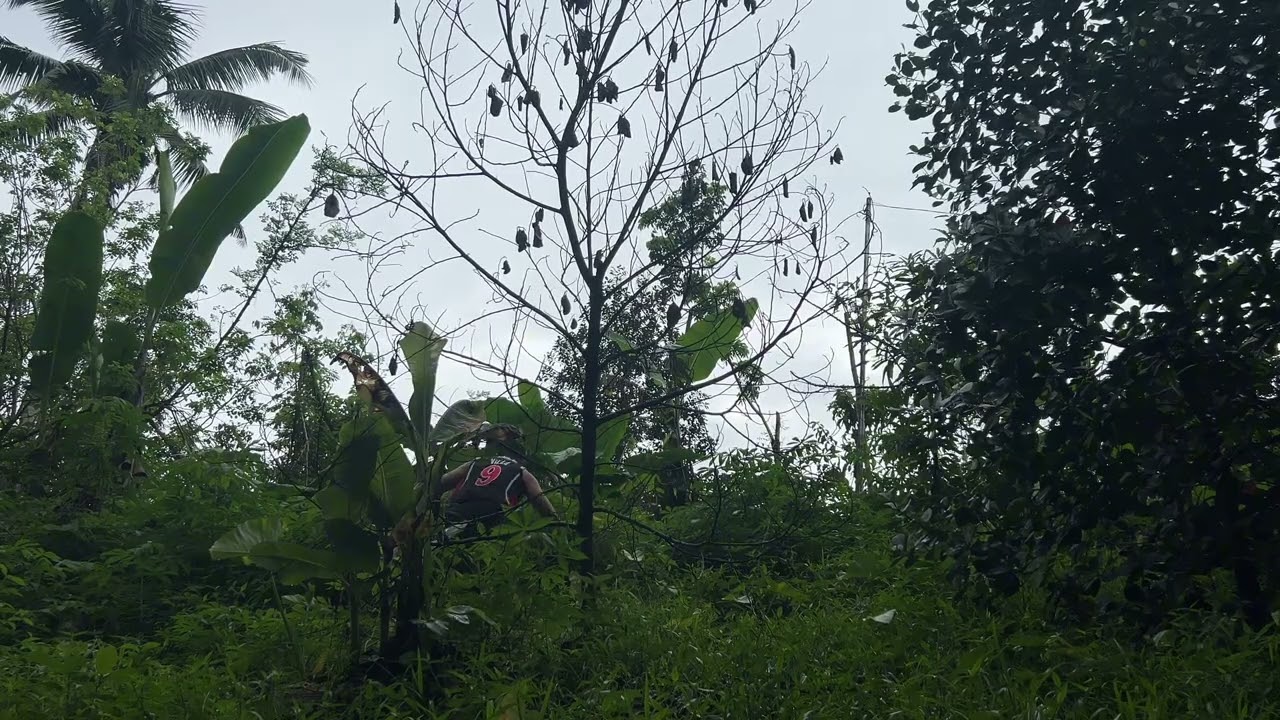 Samantalahin natin ang ulan / Magtanim tayo ng Calamansi