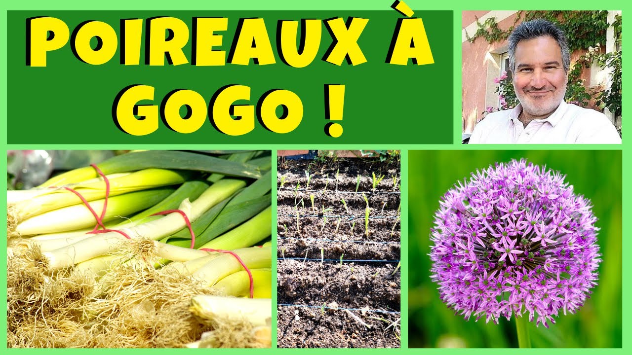 Poireaux : semis, plantation et entretien au jardin potager
