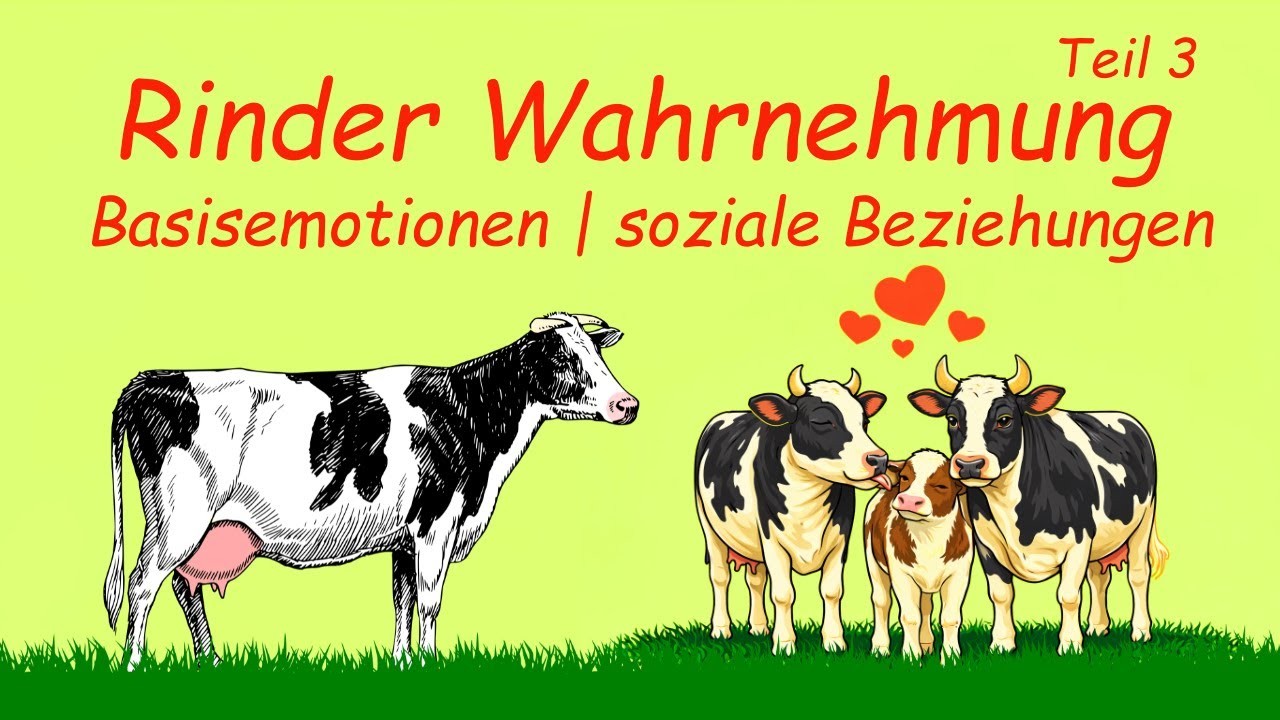 Basisemotionen und soziale Beziehunge | Rinder Wahrnehmung | Teil 3 | Audio | Kuhles zum Kauen