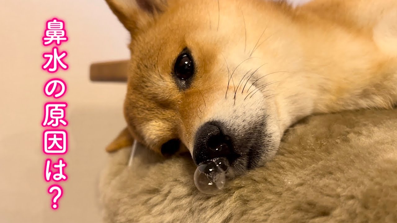 鼻水が止まらないので病院へ行ってきました