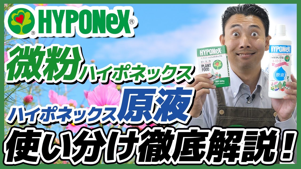 【園芸の基本】微粉ハイポネックスとハイポネックス原液の使い分け〜それぞれのおすすめの使い方を熱血解説！🔥〜【園芸塾】【ハイポネックス】