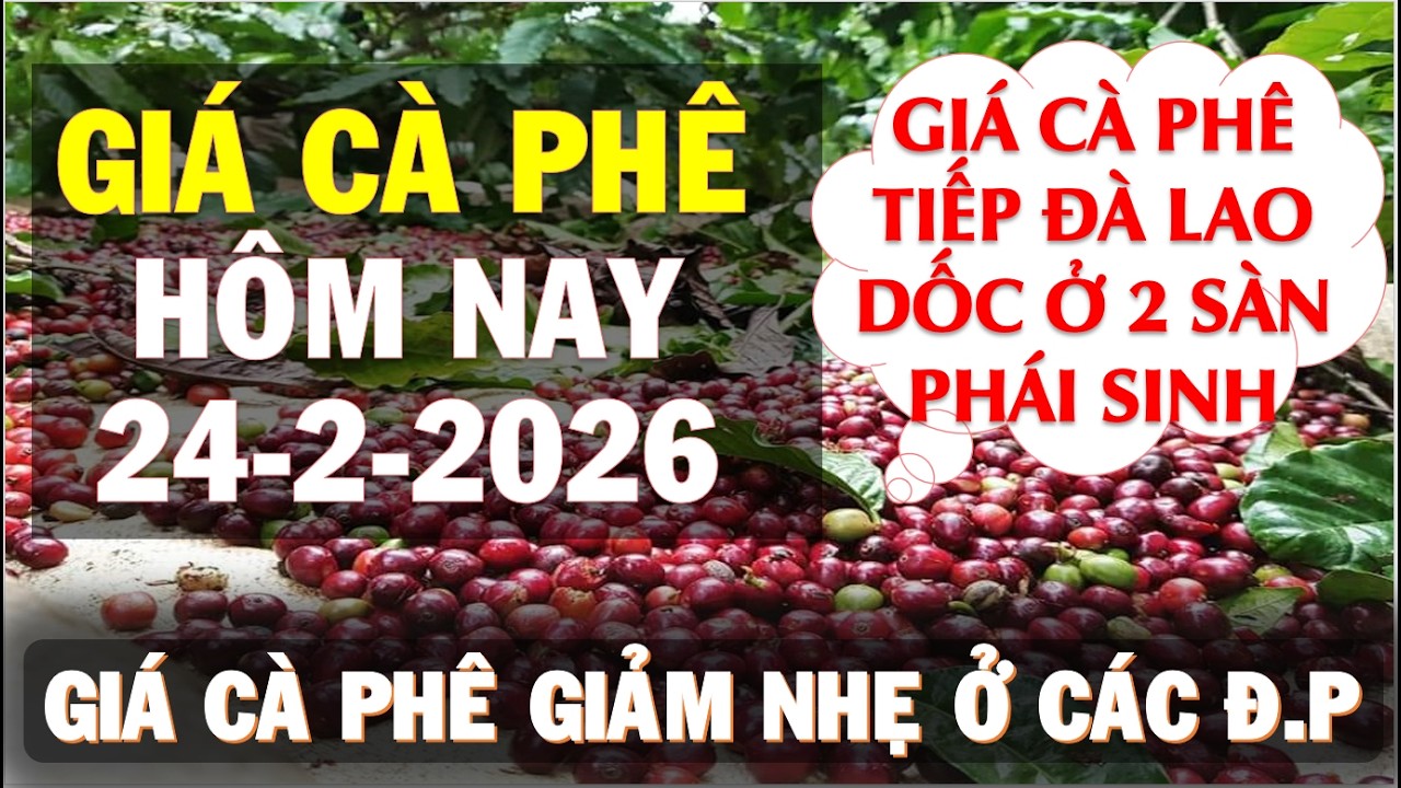 Giá cà phê hôm nay ngày 24/2/2026|Giá cà phê tiếp đà giảm ở 2 sàn và trong nước