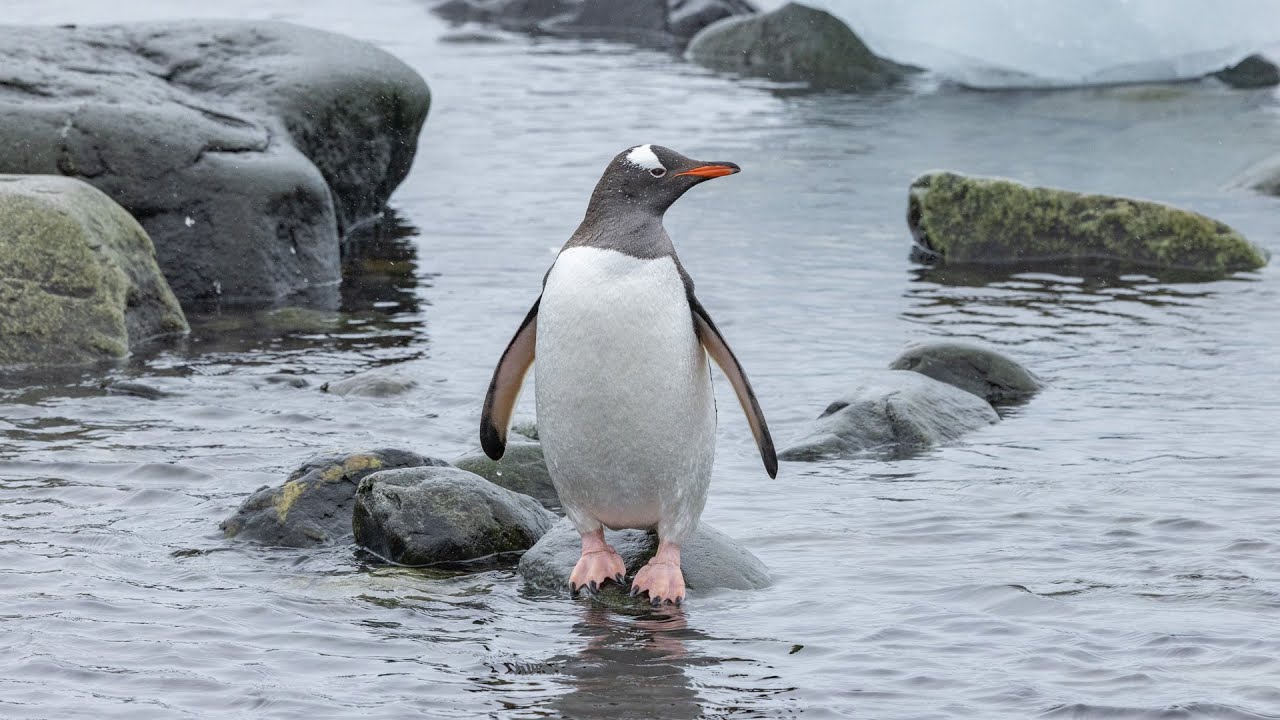 Antarctica GoPro video