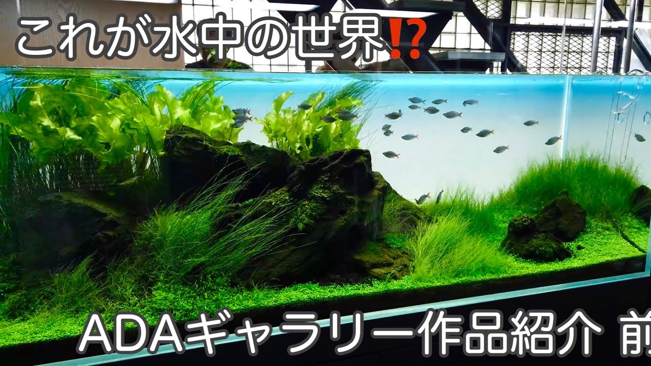 ADAネイチャーアクアリウムギャラリーOctober 20th 2019 PART1〜Nature aquarium gallery 世界一の水草水槽展示