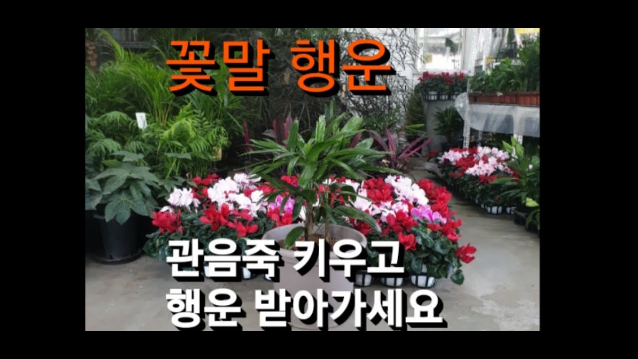 관음죽 이름유래 및 식재 관리법. 꽃말은 행운입니다.  #관음죽 #관음죽꽃말행운 #행운 #plant #식물튜브 #여광일