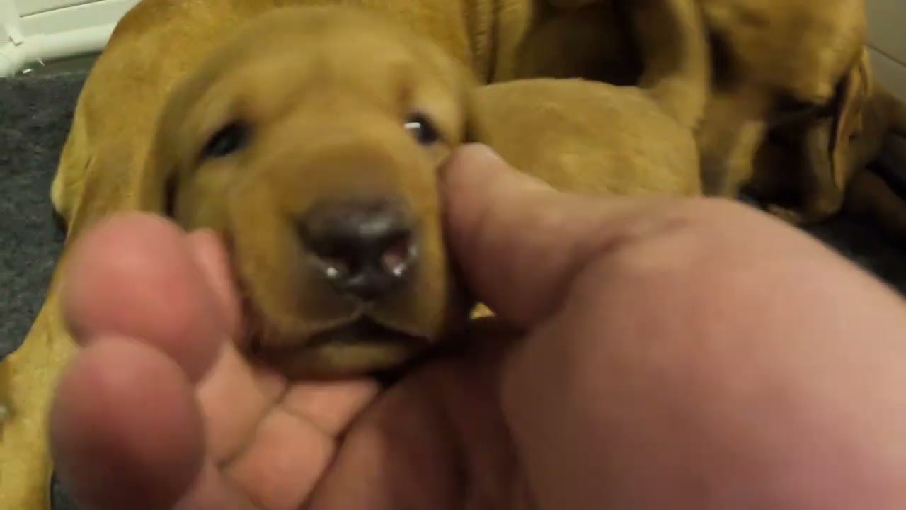 Jessie's puppies are 20 days old