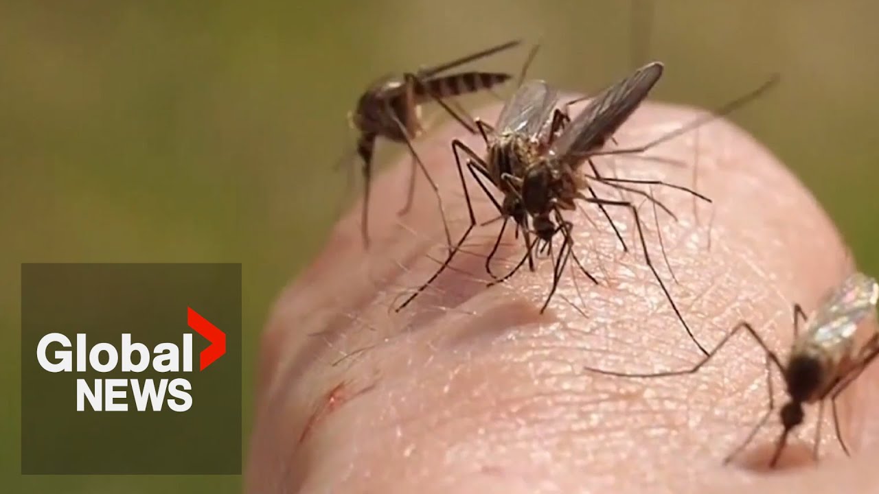 Rare, deadly mosquito-borne virus &lsquo;Triple E&rsquo; killed Ottawa resident in August: officials