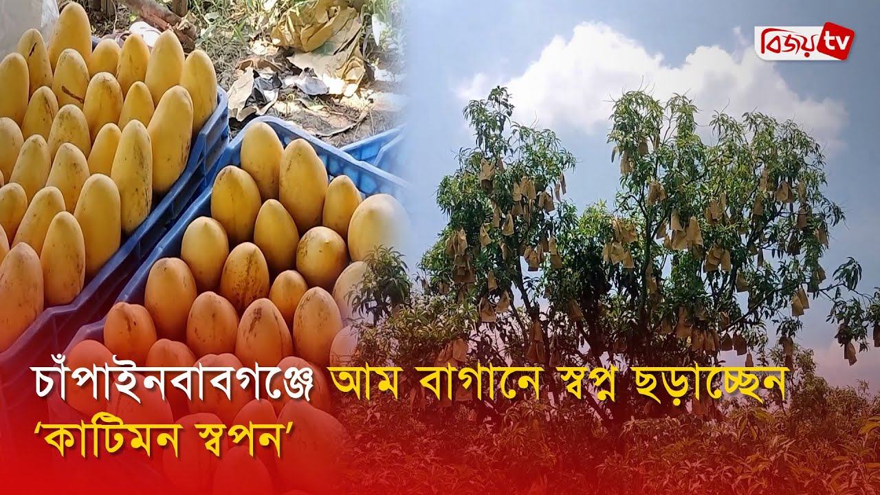 চাঁপাইনবাবগঞ্জে আম বাগানে স্বপ্ন ছড়াচ্ছেন ‘কাটিমন স্বপন’ | Bijoy TV