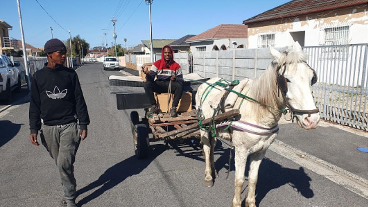 The Horse Riders of Capetown Streets