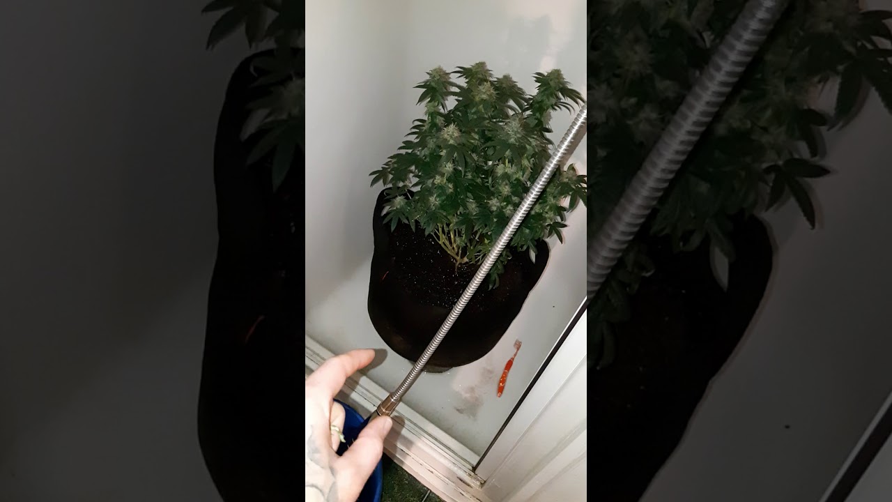 Nutrient lockout and the proper way to flush cannabis