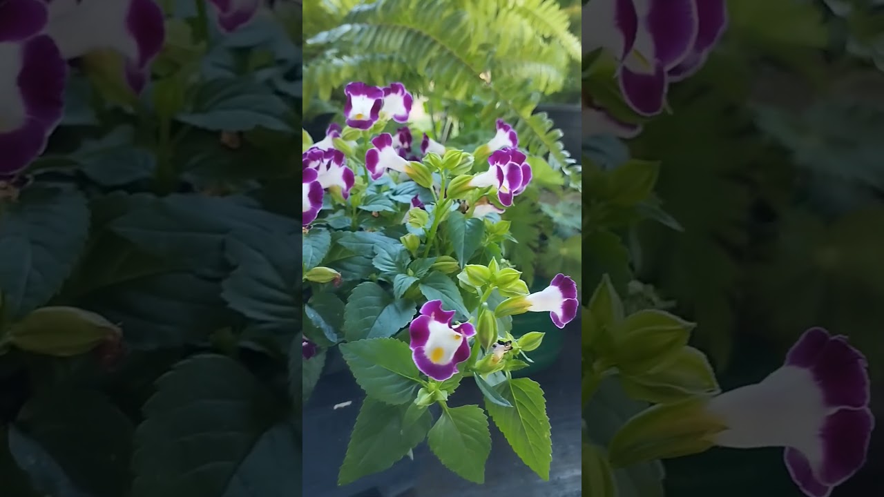 torenia, cuidados b&aacute;sicos ❤️