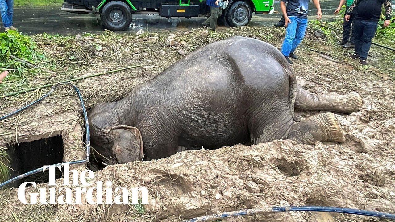 Mother elephant and calf rescued from drain in Thailand
