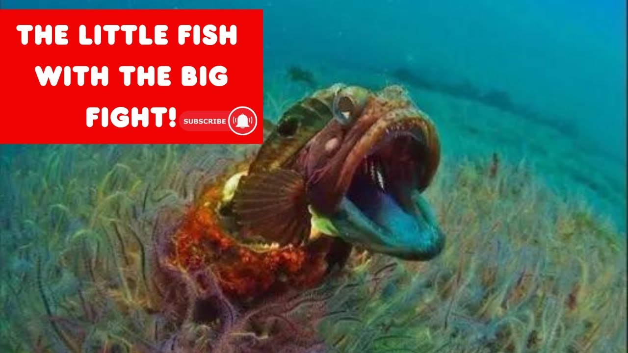 The Sarcastic Fringehead: Nature's Most Unexpected Warrior