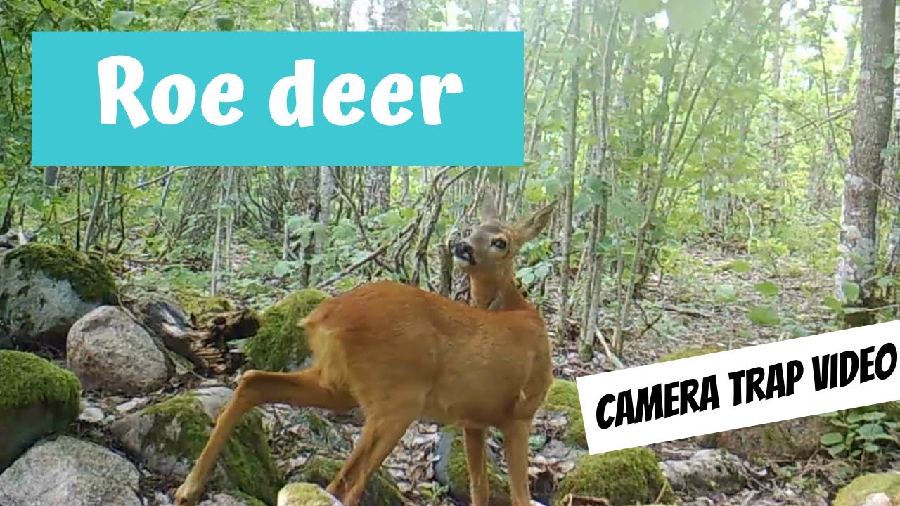 Capreolus capreolus (Roe deer; metskits)