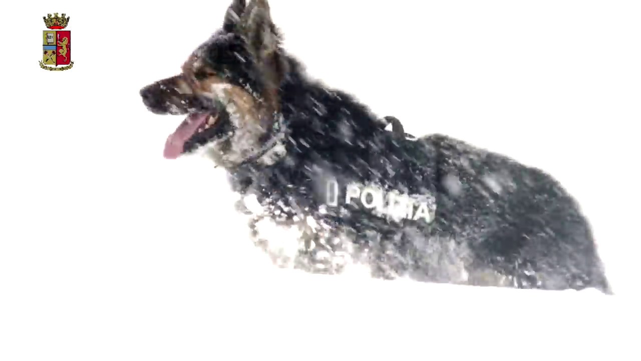 Addestramento dei cani del reparto cinofili di Moena