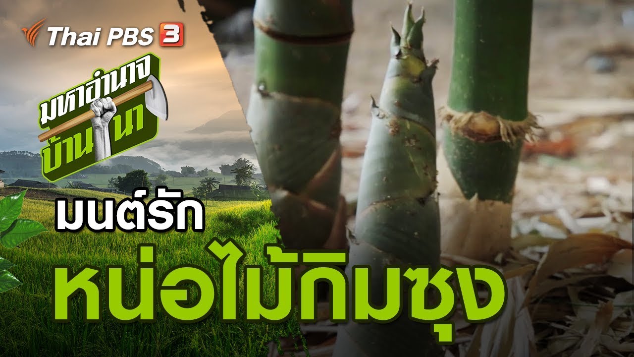 มนต์รักหน่อไม้กิมซุง : มหาอำนาจบ้านนา