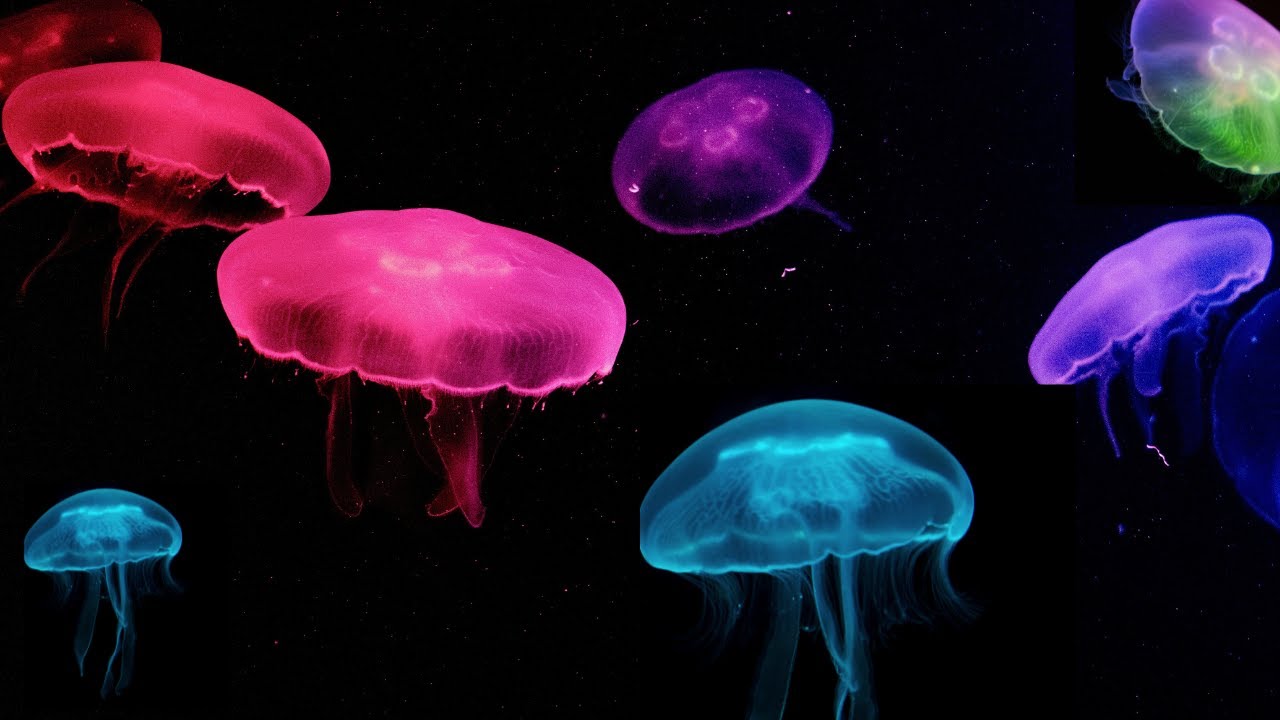 7 AMAZING LIGHT- PRODUCING ANIMALS || BIOLUMINESCENT ANIMALS