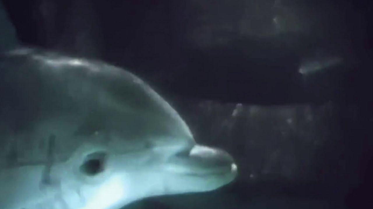 Ten waleń był rosyjskim szpiegiem? | Tajemnice ocean&oacute;w