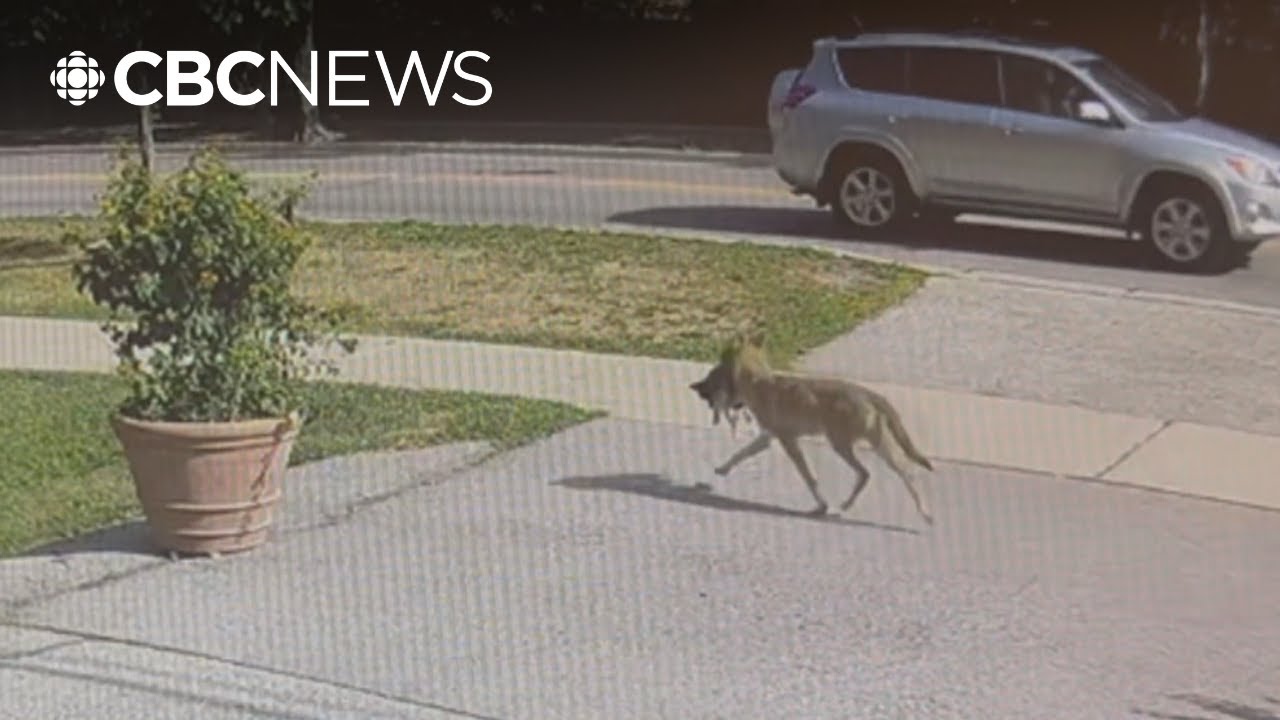 Coyote attacks are on the rise in Vaughan. Here's how the city's taking action
