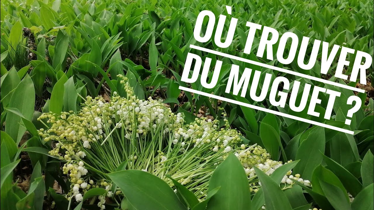 Où et comment trouver du muguet facilement dans la nature ? #champignons #biotope #fleurs  #muguet