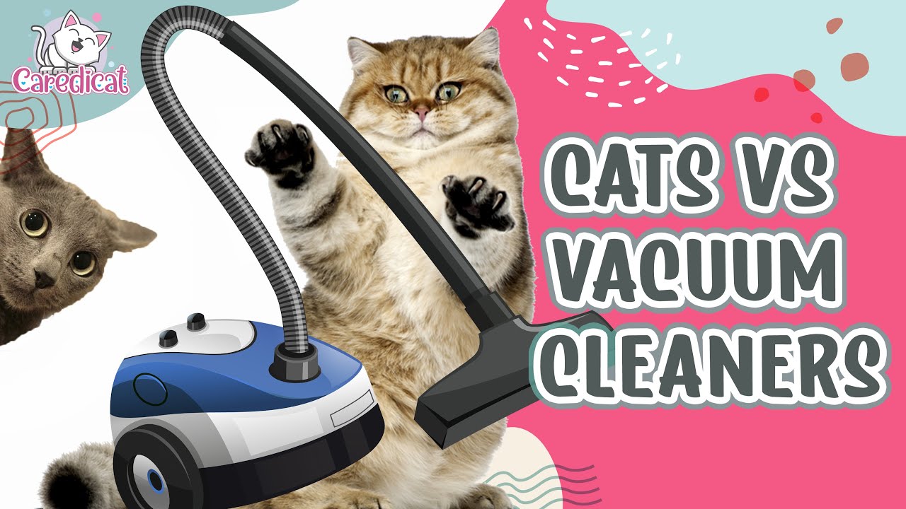 Cats Vs Vacuums 🙀  😹 Funny Cats Reactions To Vacuum Cleaners 🐾