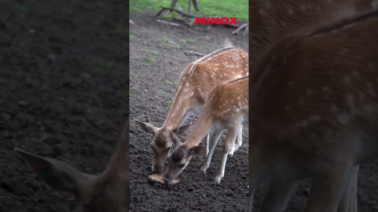 Alttier oder Schmaltier ?! Vorsicht ist geboten ‼️ #hunters #tiere #damhirsch #hunting #fallowdeer